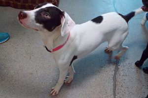 Picture of Dottie