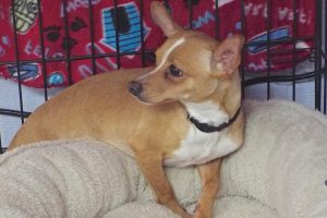 Picture of Hercules
