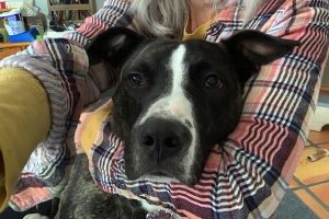 Picture of Lola