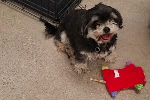 Picture of Oreo