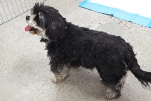 Picture of Oreo