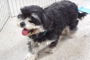 Picture of Oreo