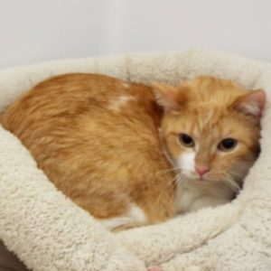 Picture of Pebbles