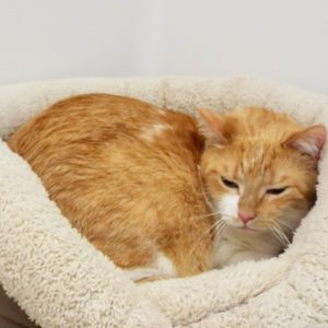 Picture of Pebbles