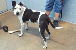 Picture of Pepper
