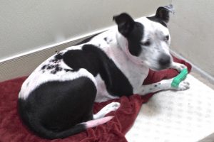 Picture of Pepper
