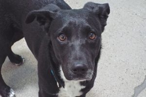 Picture of Pickles