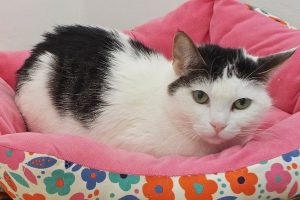 Picture of Rosie