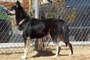 Picture of Ruger