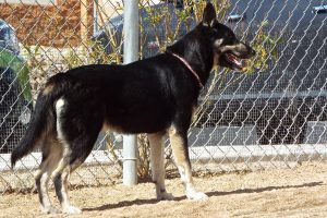 Picture of Ruger