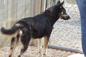 Picture of Ruger