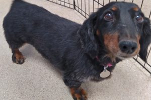 Picture of Tilly