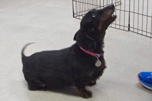 Picture of Tilly