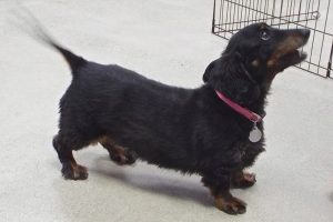 Picture of Tilly