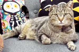 Picture of Vincent