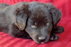 Picture of Waylon