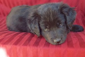 Picture of Waylon
