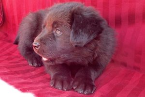 Picture of Willie