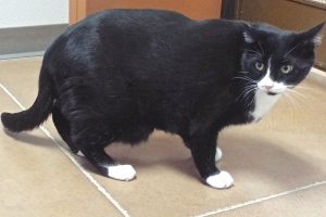 Picture of Zorro
