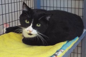 Picture of Zorro