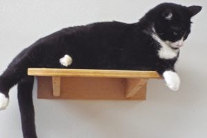 Picture of Zorro