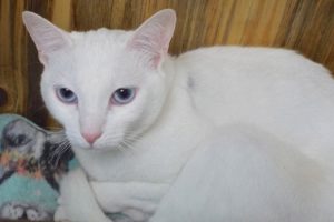 Picture of Banshee