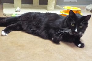 Picture of Barney