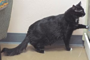 Picture of Barney