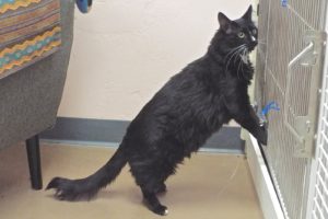 Picture of Barney