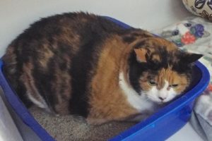 Picture of Callie Sue