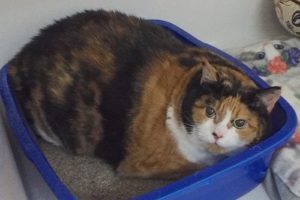 Picture of Callie Sue