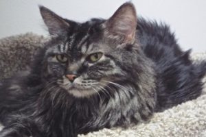 Picture of DeeDee