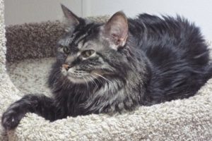 Picture of DeeDee