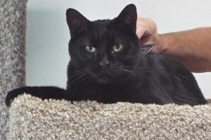 Picture of Gizmo