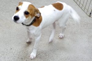 Picture of Kindle
