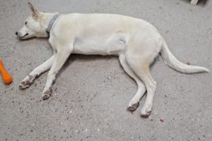 Picture of Lelani