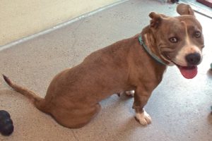 Picture of Nellie