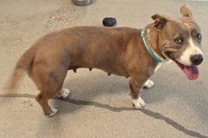 Picture of Nellie
