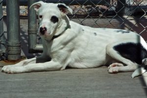 Picture of Patch