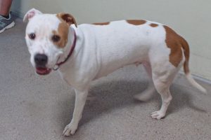 Picture of Stella