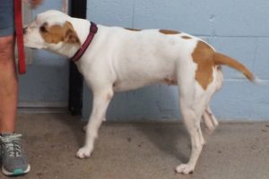 Picture of Stella