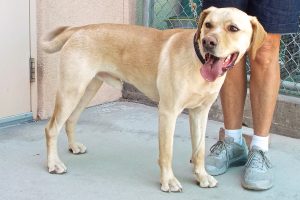 Picture of Yeller