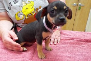 Picture of Zinnia