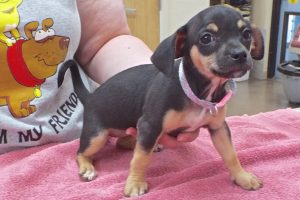 Picture of Zinnia
