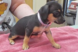 Picture of Zinnia
