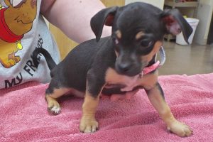 Picture of Zinnia