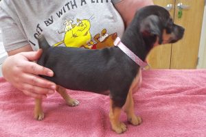 Picture of Zinnia