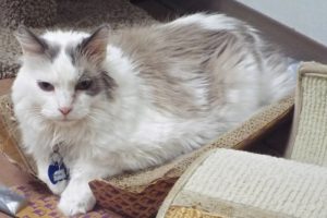 Picture of Archie