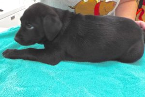 Picture of Atlas