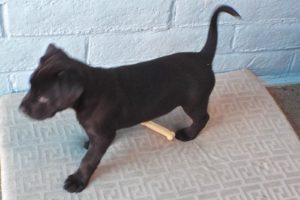 Picture of Atlas